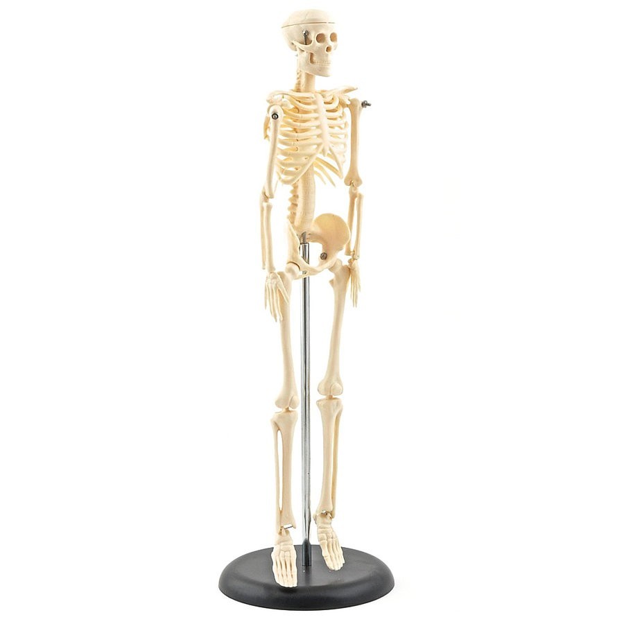 Modèle médical Mini squelette humain pour anatomie 17.72