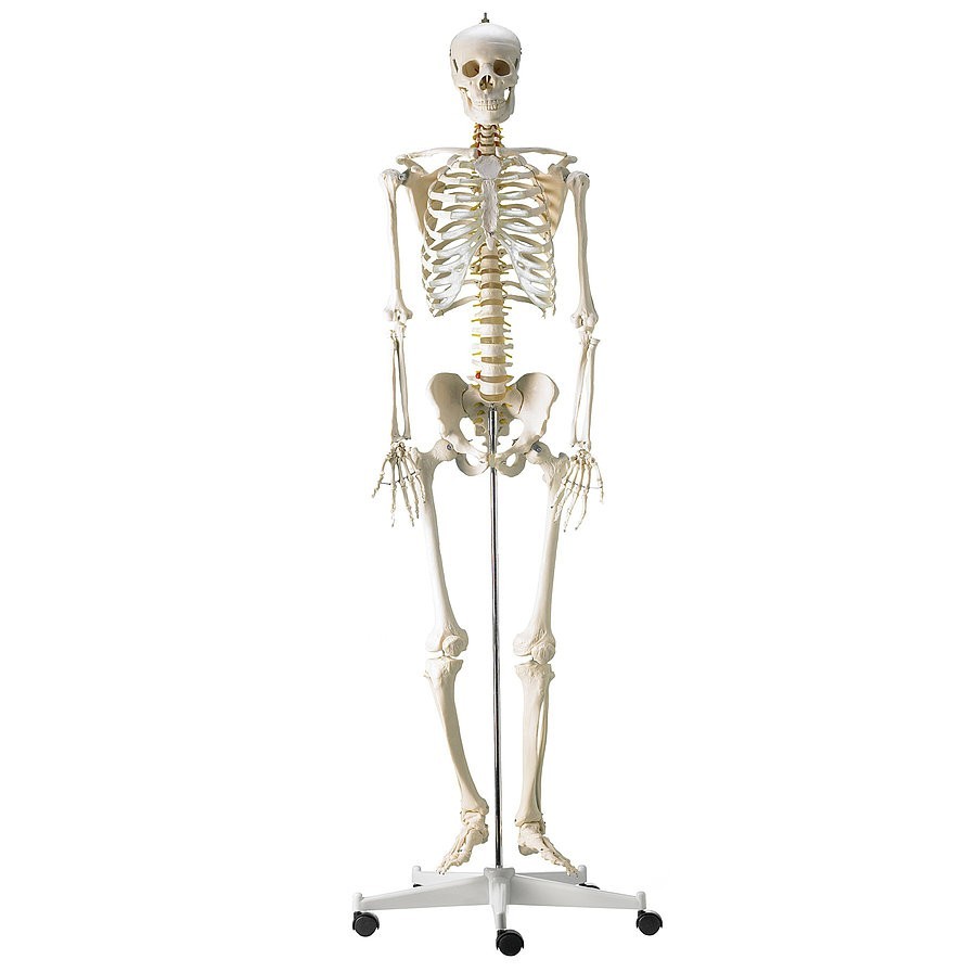 Prix bon marché Mecan 180cm taille réelle de la science médicale de l' anatomie du modèle de squelette humain - Chine Modèle de squelette humain,  modèle de squelette humain anatomie