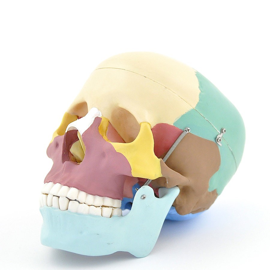 Crâne humain didactique numéroté - Modèle anatomique allemand