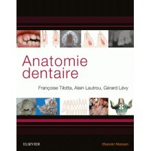 Anatomie dentaire